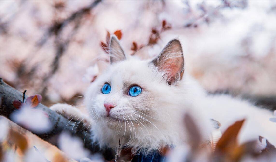 猫咪|养布偶猫的6大禁忌,不能犯,铲屎10年得出的经验