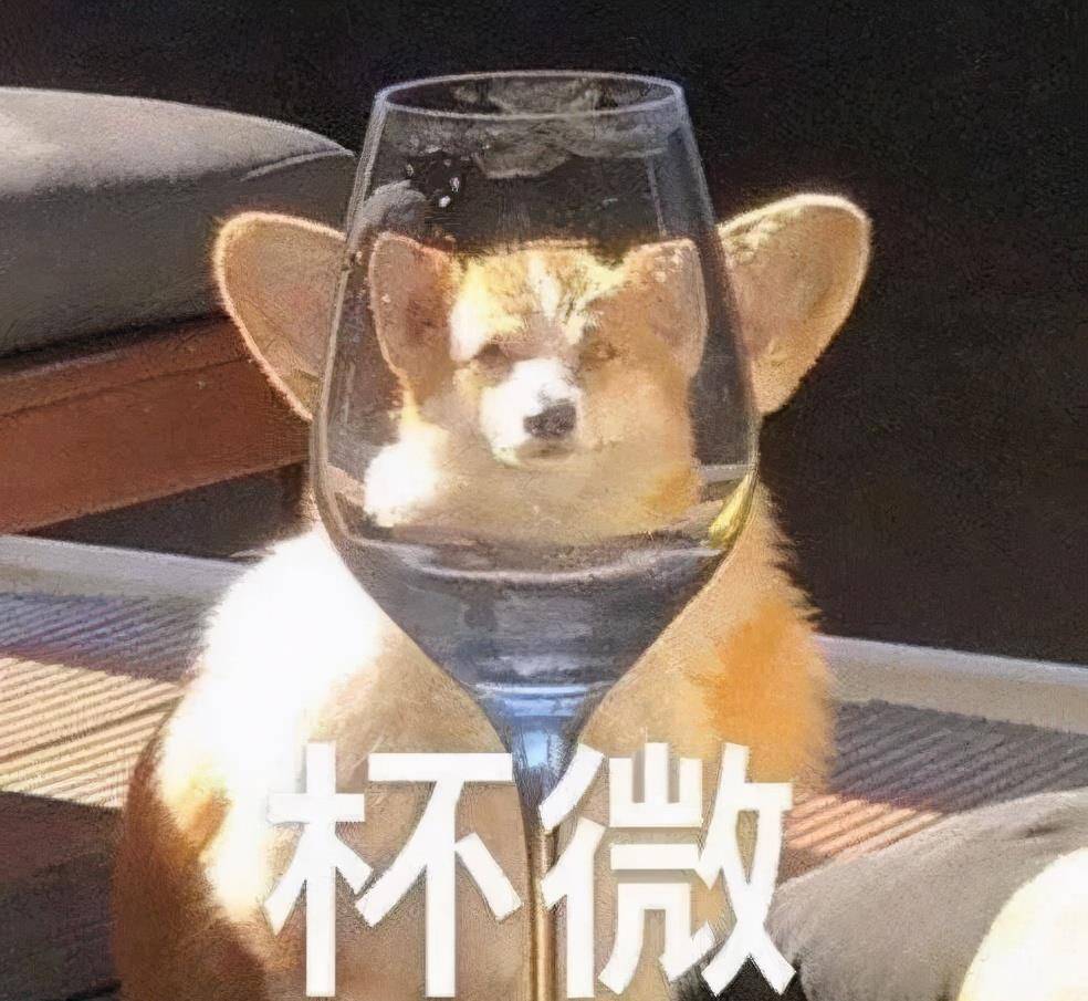 技能|上班族没时间照顾狗狗？狗狗也能上幼儿园啦