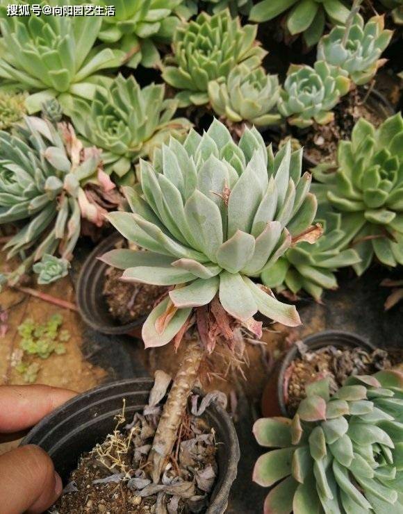 多肉植物怎样浇水才能根系发达 1a24d5169b104b38b19f6fc642095d9e.jpeg