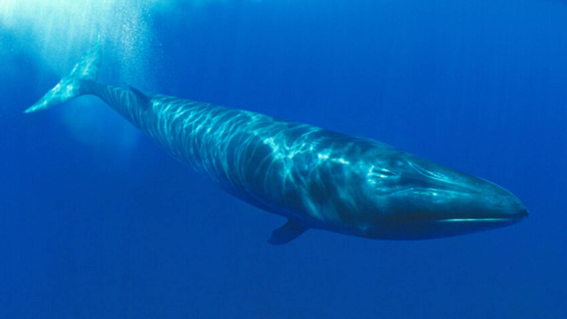 第四大的鲸鱼图片