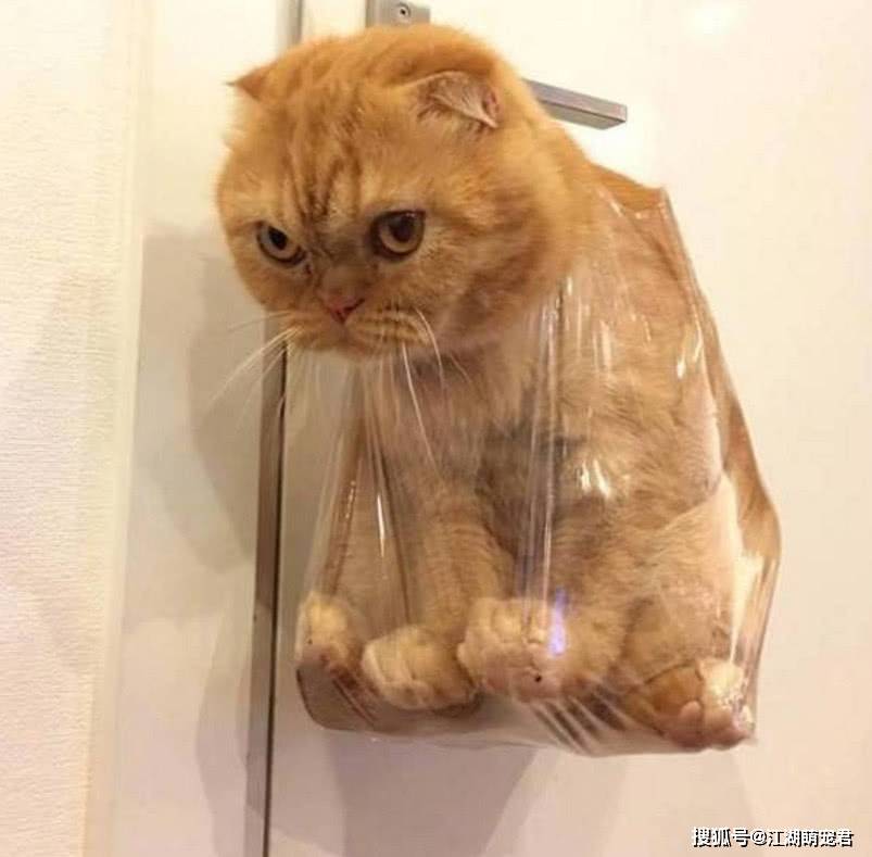 物质|要想“入坑”养猫,4个方面要考虑清楚,不然浪费时间浪费钱