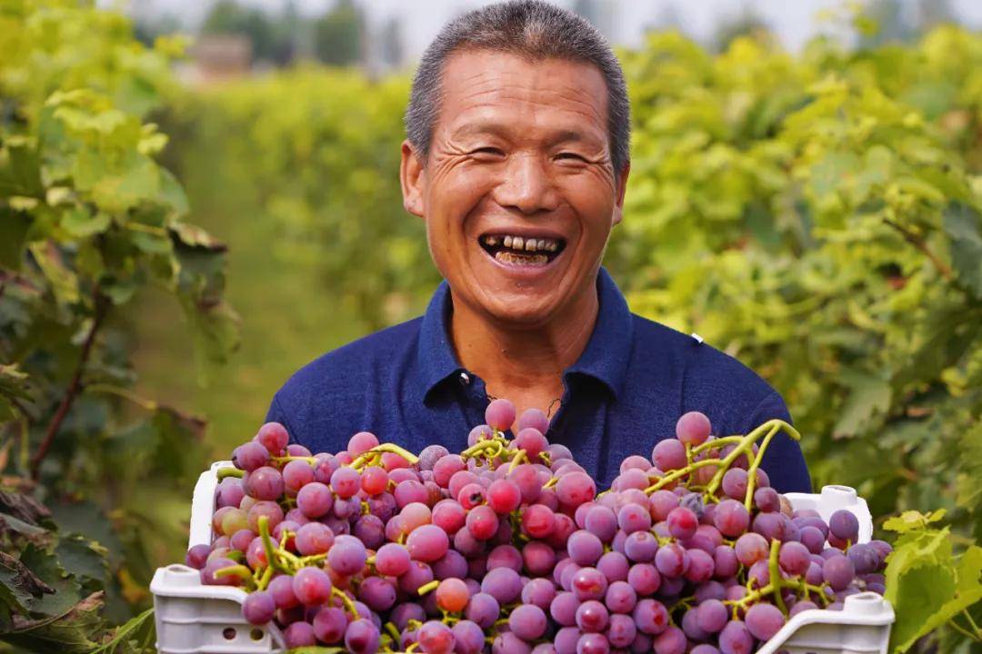 "紫金"地里话丰收_葡萄