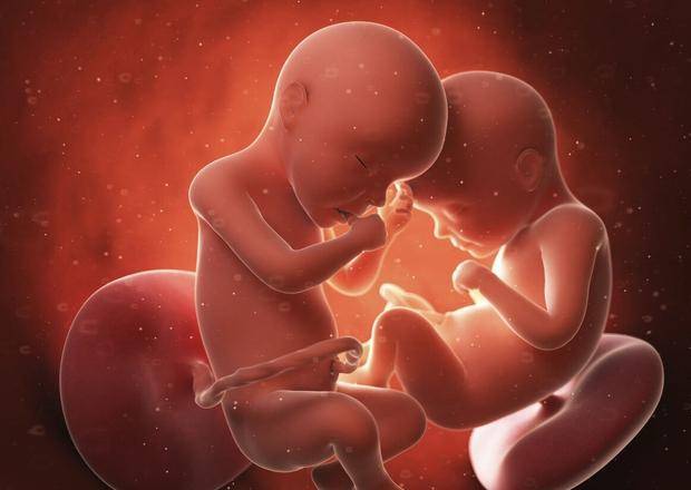 怀孕两个月胎儿位置图图片