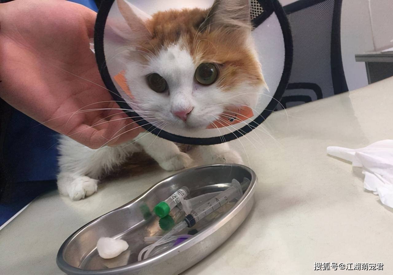 物质|要想“入坑”养猫,4个方面要考虑清楚,不然浪费时间浪费钱