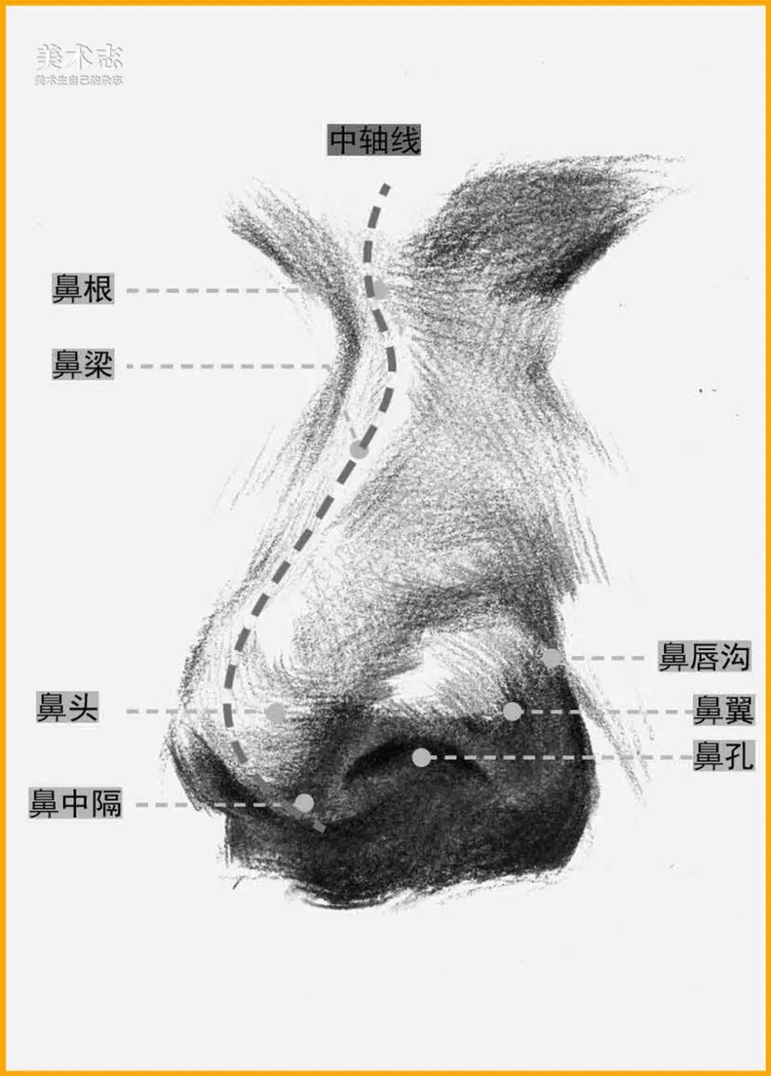 真实的【鼻子】和石膏鼻子有一些区别,在处理上要更加细心 !