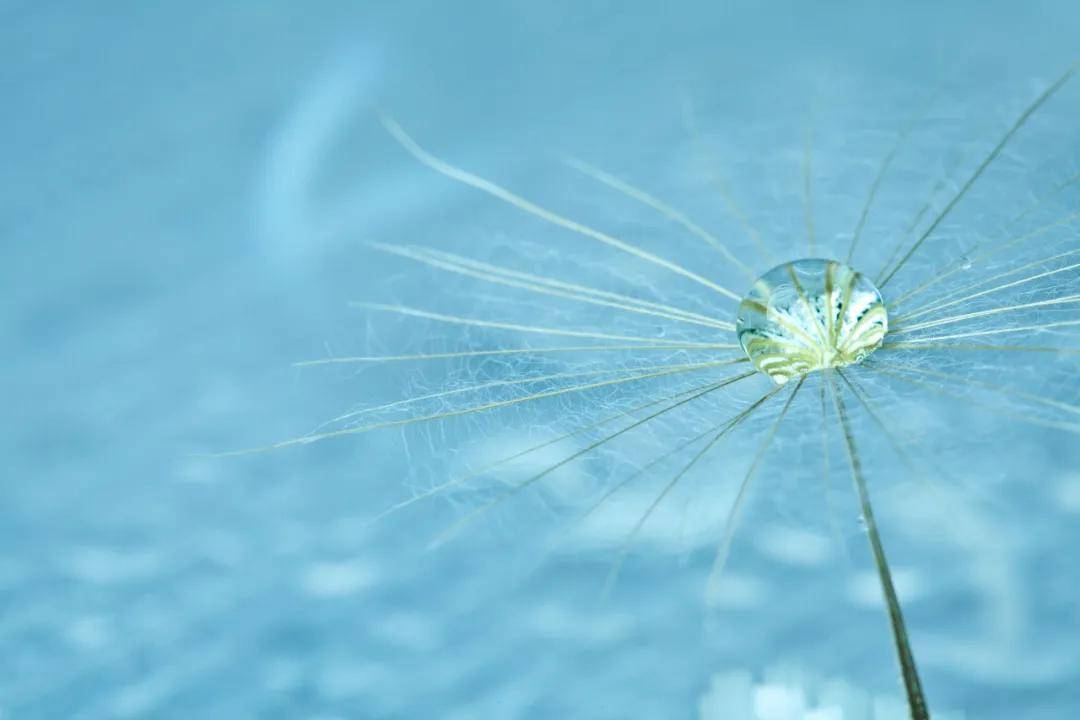 秋雨|白露丨蒹葭苍苍，白露为霜。所谓伊人，在水一方