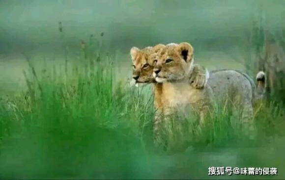 老恩传奇:带领5雄狮征战荒野,大象见了也要绕道走