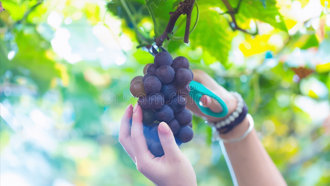 肝脏|锁住秋天的“脖子”！把握好时机，健康养肝，远离肝病的困扰