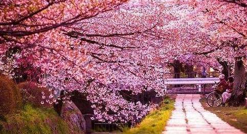 中国“最粉”省，樱花占地高达2.4万亩，多年超日本成全球第一