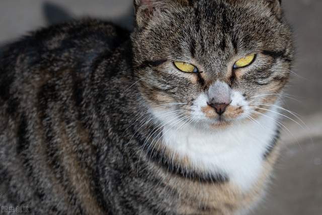 猫咪|5大热门的小猫咪，第一名你绝对想不到是谁