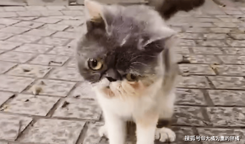 猫咪|加菲猫流落街头，曾遭熊孩子捉弄，又被流浪狗咬伤，可怜的毛孩子