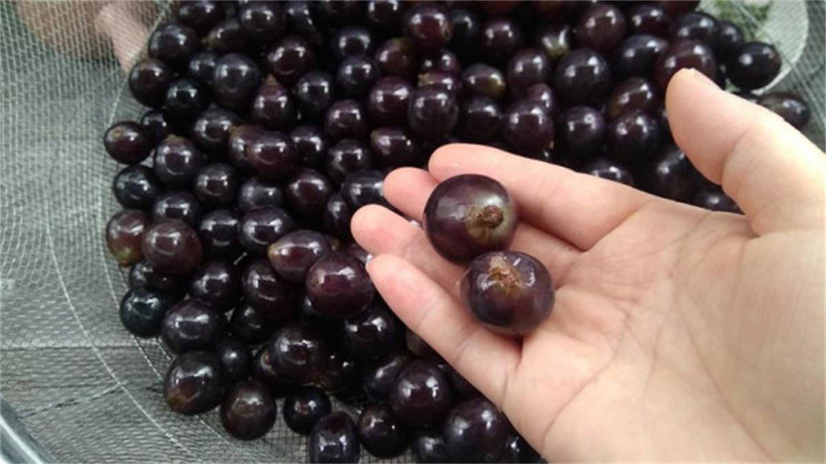 方法|家庭酿造方法-如何判断自制葡萄酒是否变质？