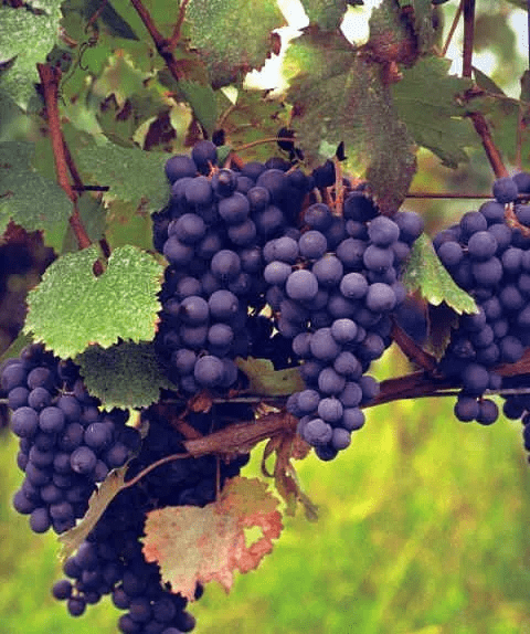 酿酒|别卡速：葡萄酒酒精度越高品质就越好吗？【红酒知识12】