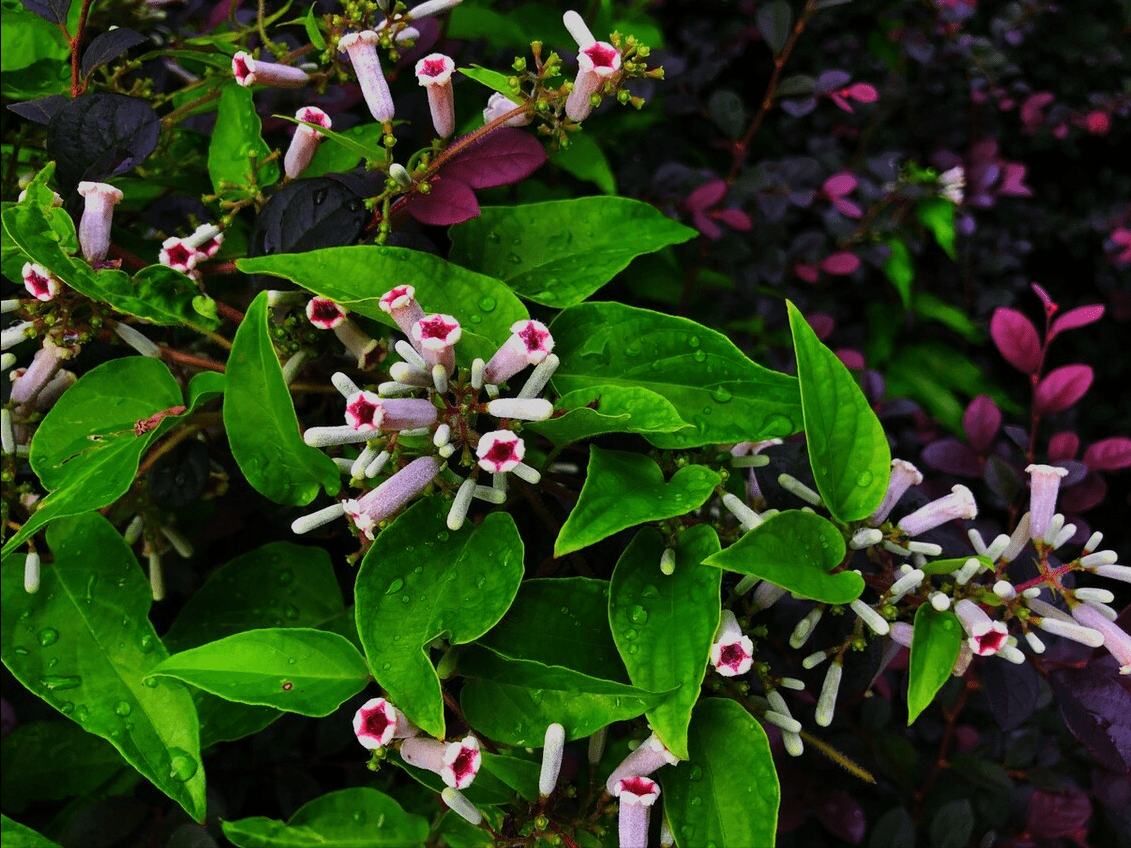 作用|这种野草特别难闻，老中医却说它是最正宗的天然“湿疹克星”