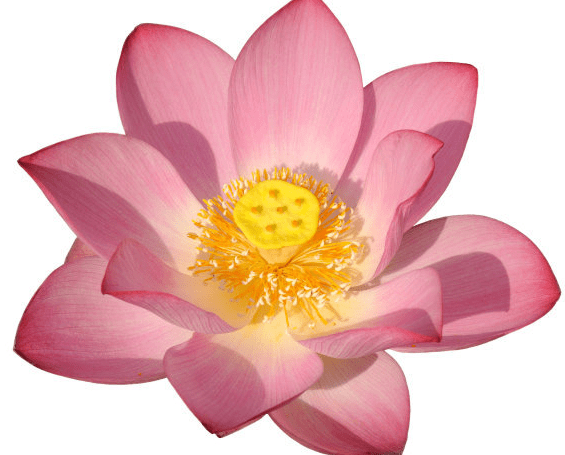 如何保持心静的心态 d4b63a25a8ce44bbab650b5f24fe5fdc.png