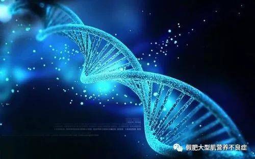 编码|肌营养不良发作与哪些因素有关?