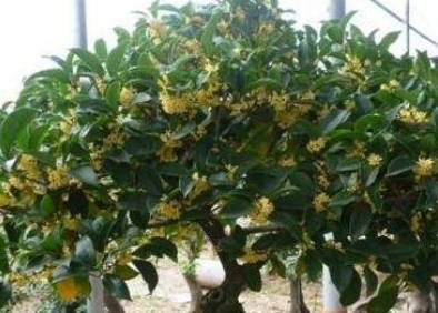 这 4种 植物 在9月准时扦插 插多少活多少 30天变成新盆栽 茶花