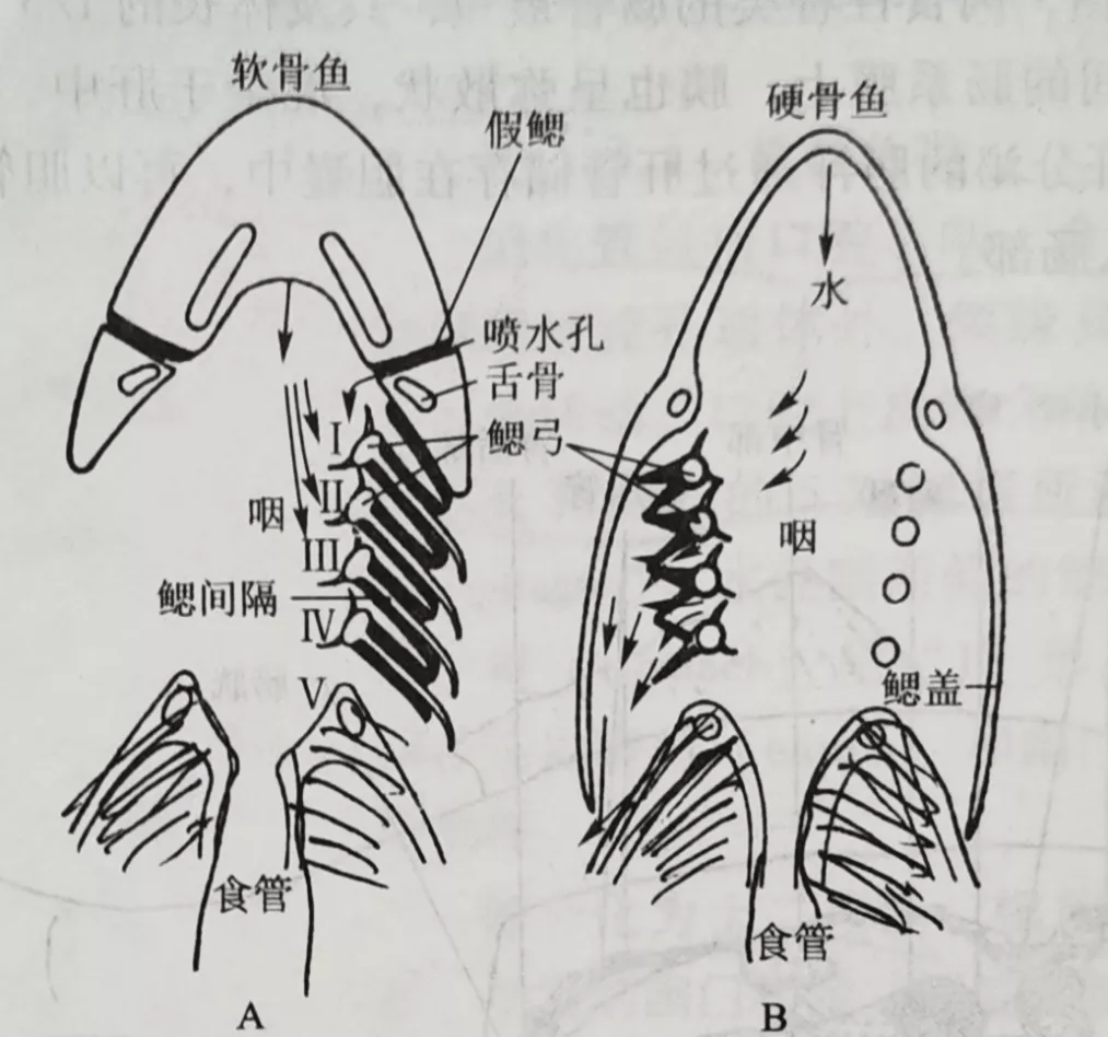 硬骨鱼则有所不同,它们鳃腔外覆盖鳃盖骨,主要依靠鳃盖的运动完成呼吸