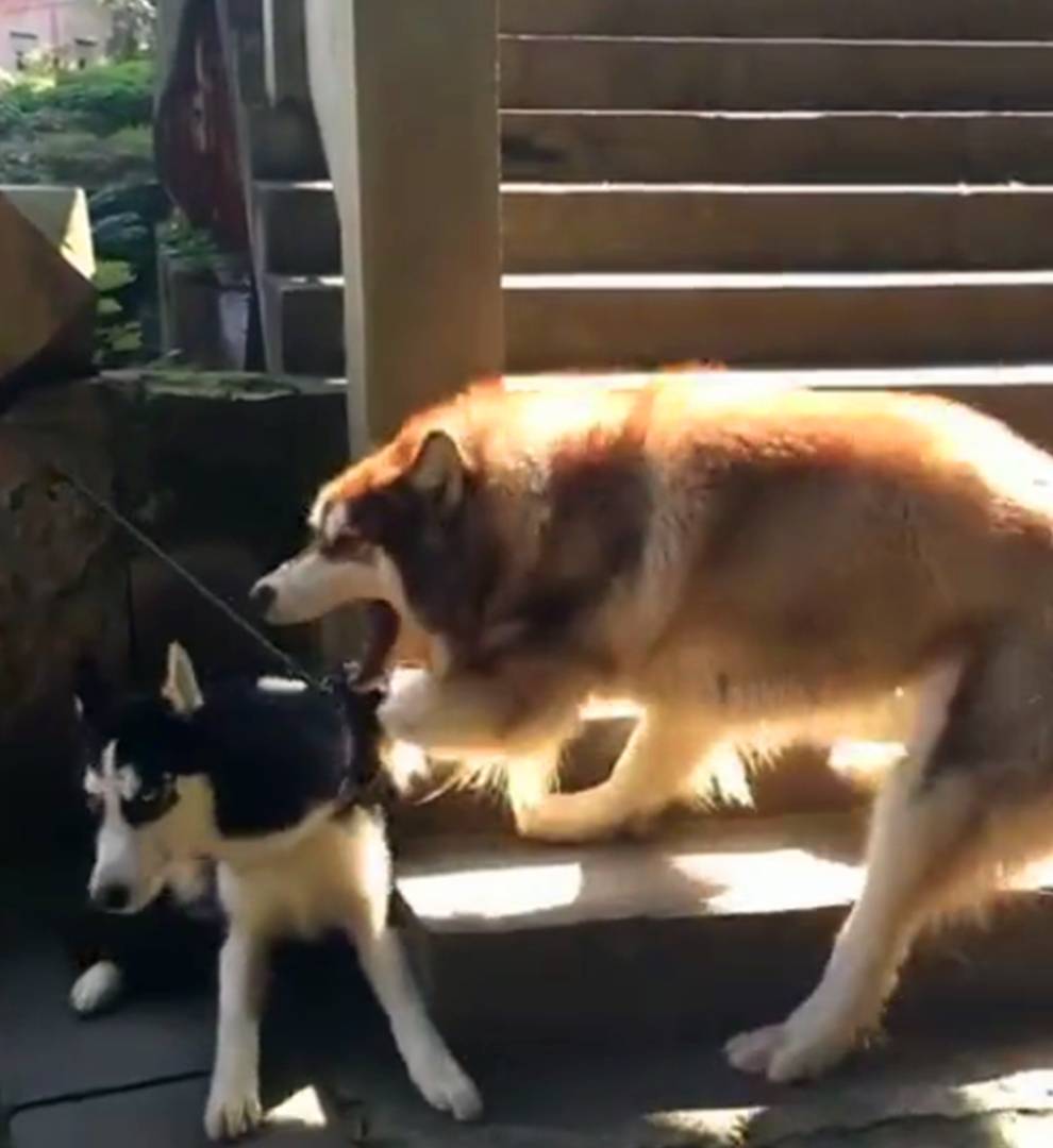猎犬|阿拉前腿挂二哈背带上叫的像杀猪，二哈一脸懵，二哈：丢不丢狗…