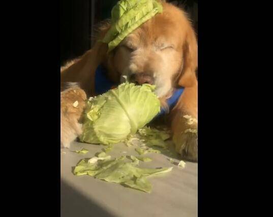狗狗只吃青菜，拒絕吃肉食物，這是什麼原因導致？ 萌趣萌寵 第1张