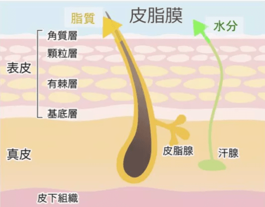 人体|“披荆斩油”的是哥哥，有油、有味的只能是大叔大爷......