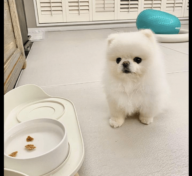 谎言|主人想骗狗狗喝水，把零食放在了水里，狗：就这小把戏想骗我？