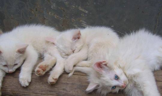 地方|善良流浪猫偶遇濒死加菲，呼唤好心人及时救助后，默默离开