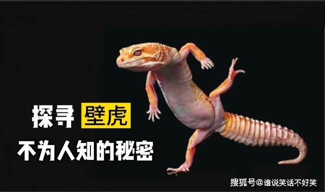 壁虎看到人会跑吗 7d2d7eb73f2f43088068b0b167e35cf0.jpeg