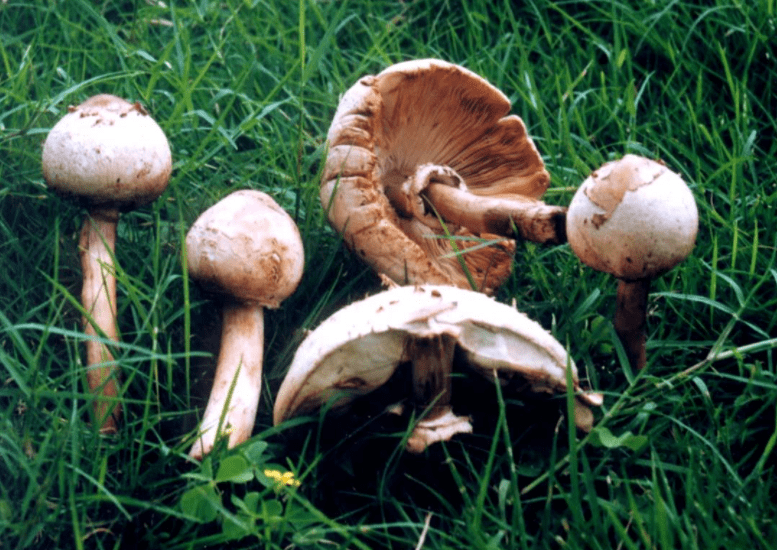 中毒事件|常见毒蘑菇，建议收藏，以免错摘