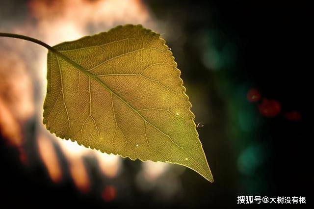 fc9eae251b7d4a57916c0e8090c6b528.jpeg