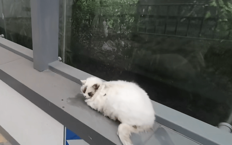 猫咪救援情况如何 1ee0eeaabebc4aafae50477004cf449c.png