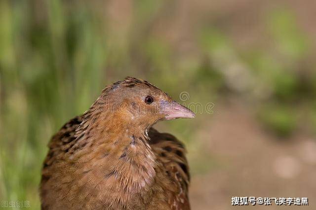 所有生物共同生活的家园,你还想知道哪些关于动物的秘密或者趣事呢?
