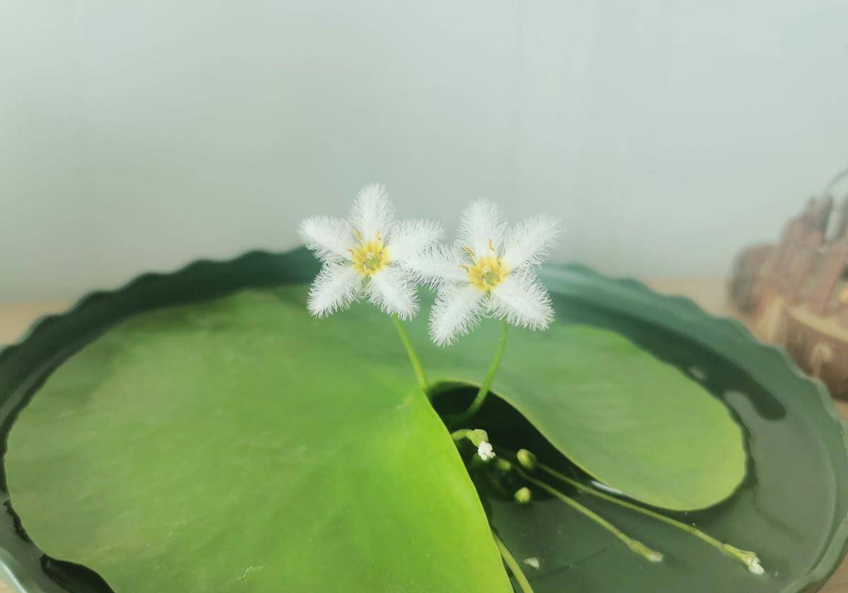 一叶莲曲谱_一叶莲(3)