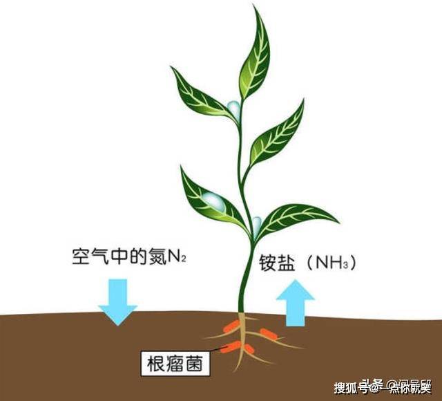 同化作用植物, 同化作用と異化作用 – NNIWK