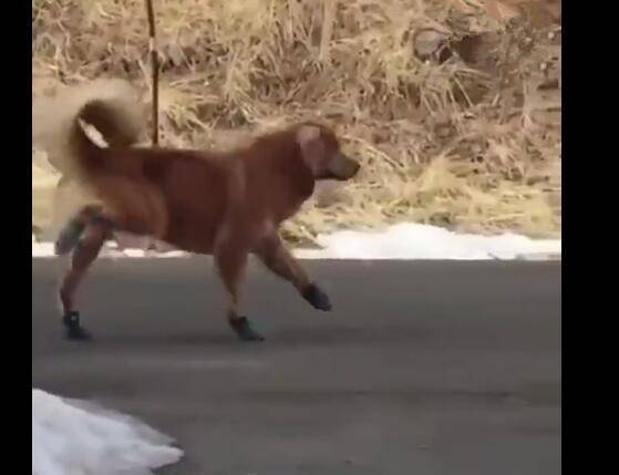 因为|金毛穿上鞋子后,走路像瘸子似的,像二哈一样傻逗!