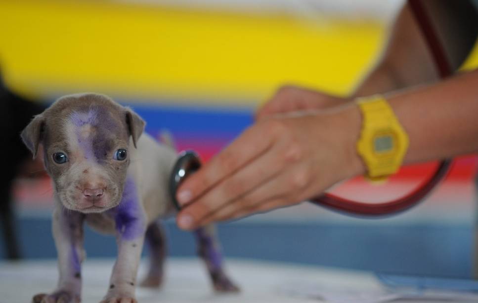 厕所|有宠生活:买回小狗不知道从哪开始训练?可以从三个基本训练做起