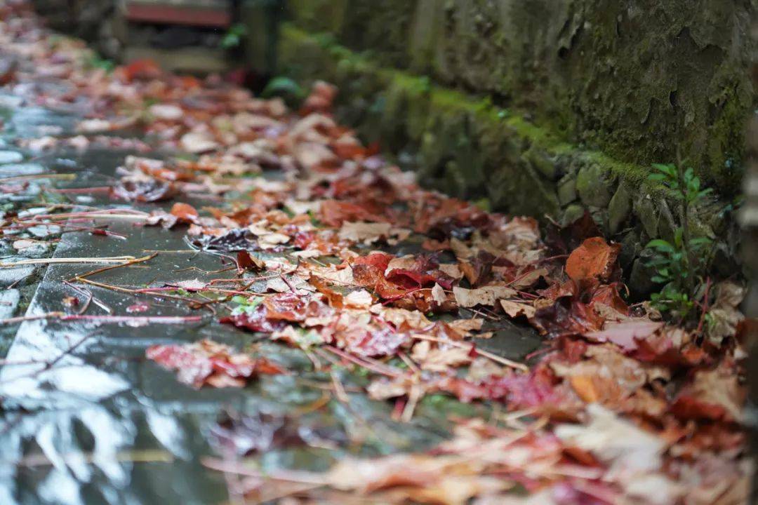 烟雨任|一座搬来的古村，20余栋几近坍塌的徽派民居，拼成了黟县画里乡村