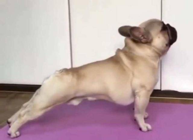 鬥牛犬學著主人做瑜伽，沒想到動作標准到位，網友：狗子更有氣質 萌趣萌寵 第1张