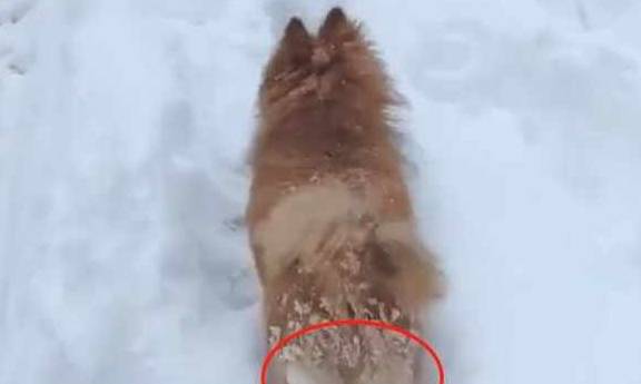 天气|柯基出门，屁股结了几颗冰球，汪：谁一直在打我屁股！