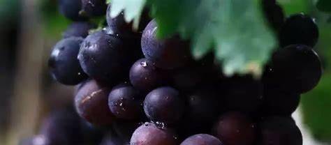 酿酒|“小而美”酒庄，渐入佳境，看天香酒庄葡萄酒的平凡之路