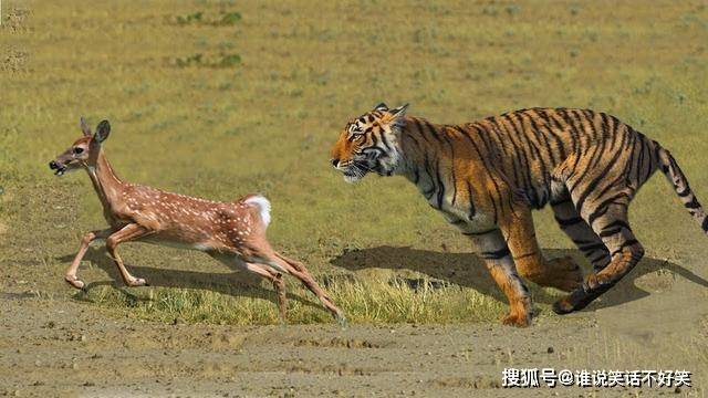 原创东北虎vs孟加拉虎谁的战斗力更强