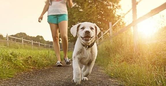 什么|很喜欢出去玩的狗,为什么突然死也不出门?你找到原因没