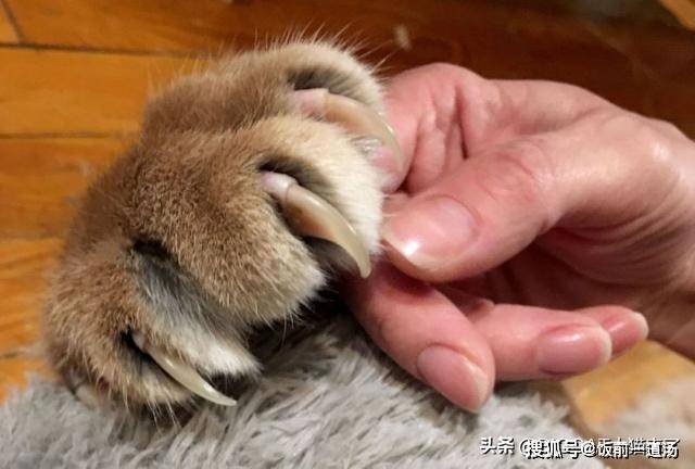家里养一只狞猫会是什么样子?狞猫:我其实就是一只大号的家猫_生活