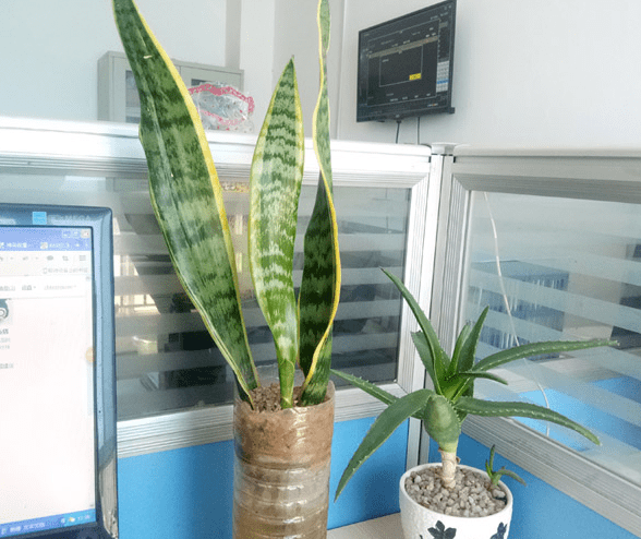 富贵竹怎么养才能又壮又绿 835263a6748f4dc49b012dfe25aa6b89.png