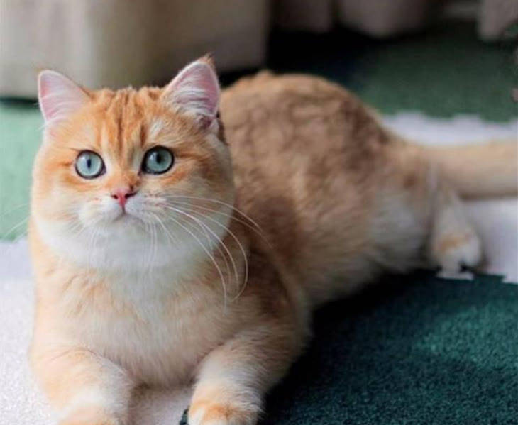 瑞萌|猫零食怎么选，2021猫零食推荐