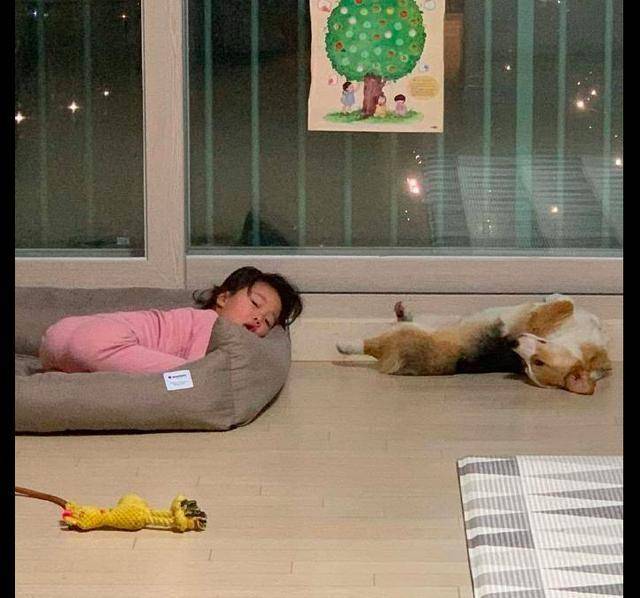 奖励|网友让柯基照顾女儿,回家后惊呆了,狗狗:我做得不错吧?