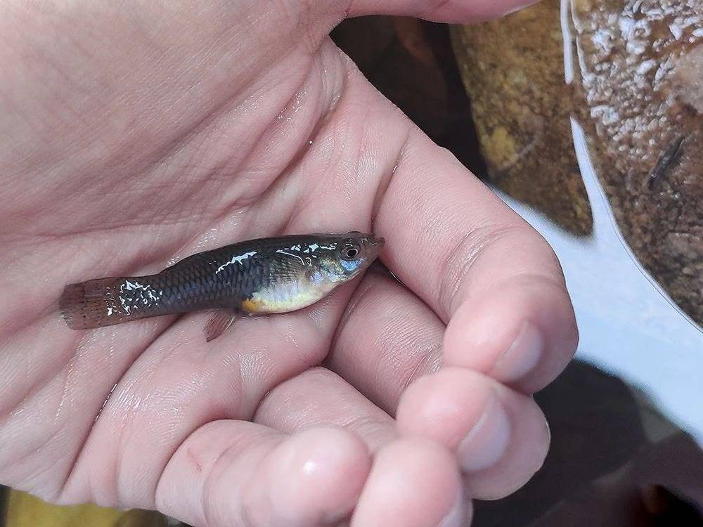 这玩意儿能吃吗专门吃蚊子的食蚊鱼现在却处境尴尬