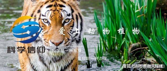 世上有几种生物_世间生物很多怎么形容_世间很多生物