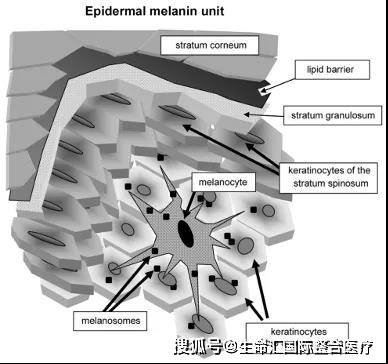 多巴|生命汇国际整合医疗分享美白黄金时间，让你美白效果加倍！