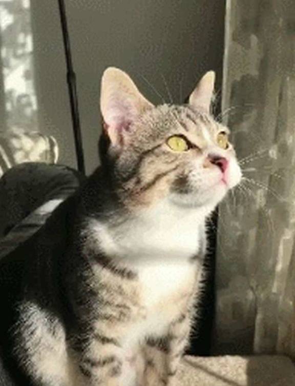 猫咪狸花猫为勾引燕子抓来玩，居然学会了鸟叫，网友：论外语的重要性